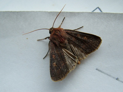 Square-spot Rustic